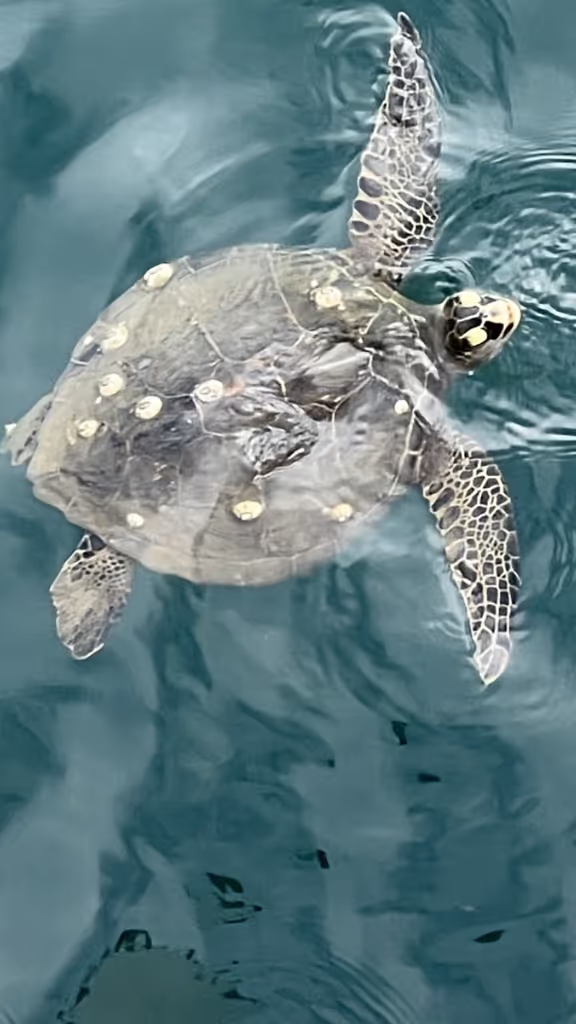 Hawaii (Oahu) Private Tour - 