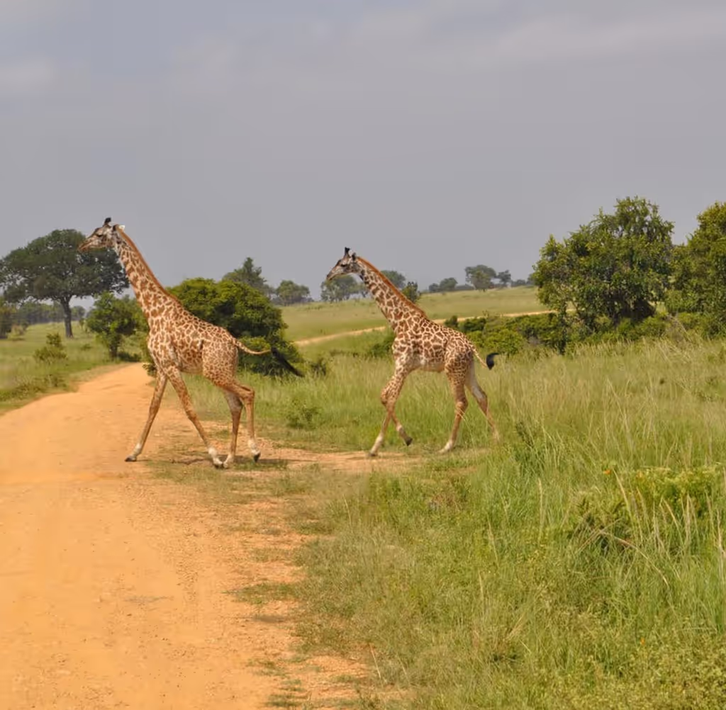 Nairobi Private Tour - 