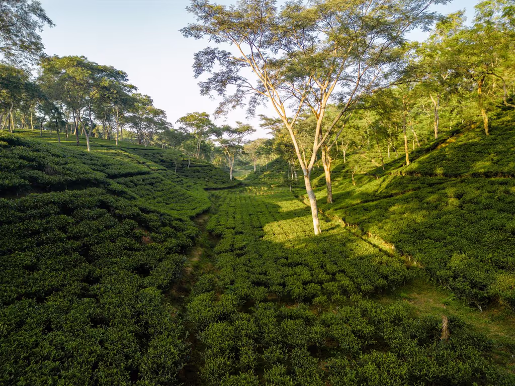 Dhaka Private Tour - Tea Garden Sreemangal