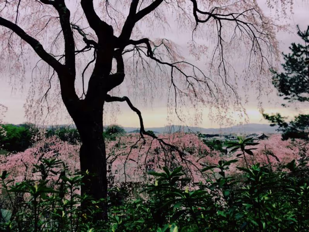 Osaka Private Tour - Kyoto Arashiyama Tenryuji Temple in spring
