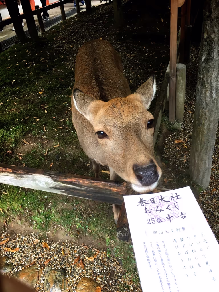 Osaka Private Tour - Don’t eat my OMIKUJI!!