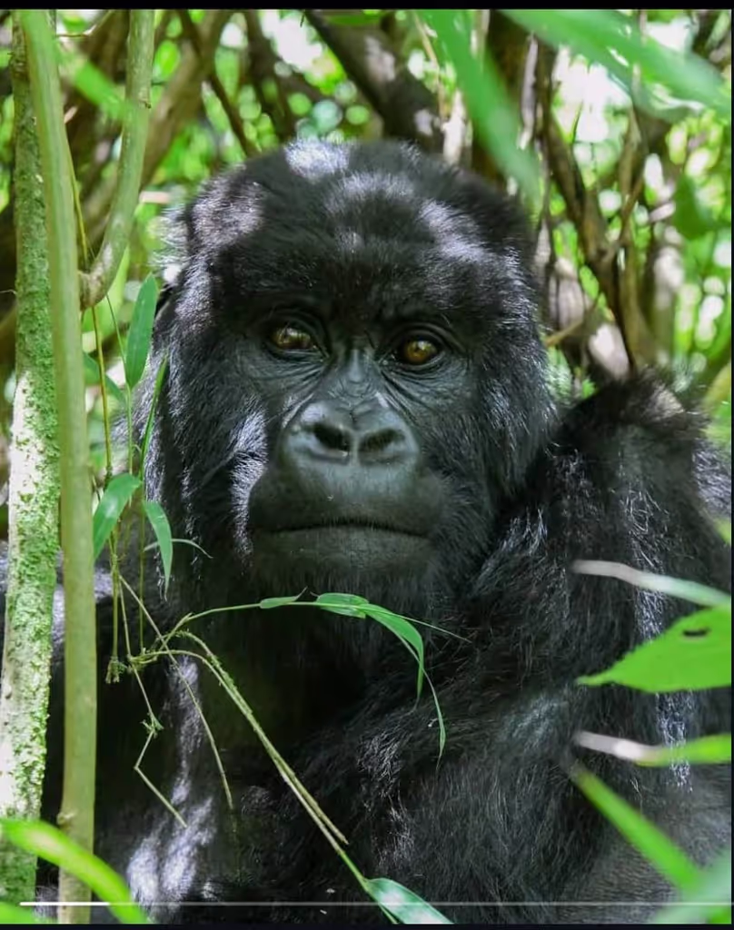 Ruhengeri Private Tour - Gorilla in jungle