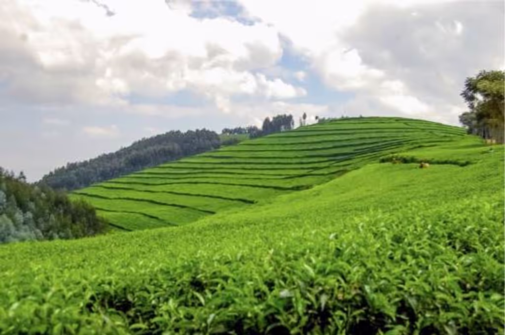 Kampala Private Tour - 