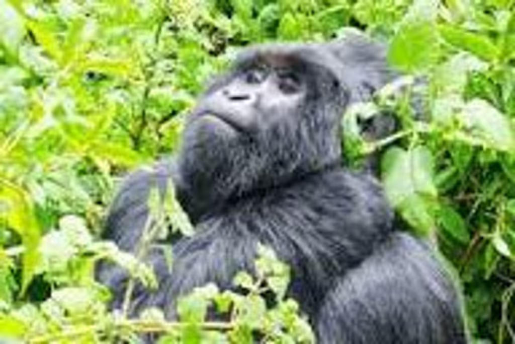 Kampala Private Tour - 