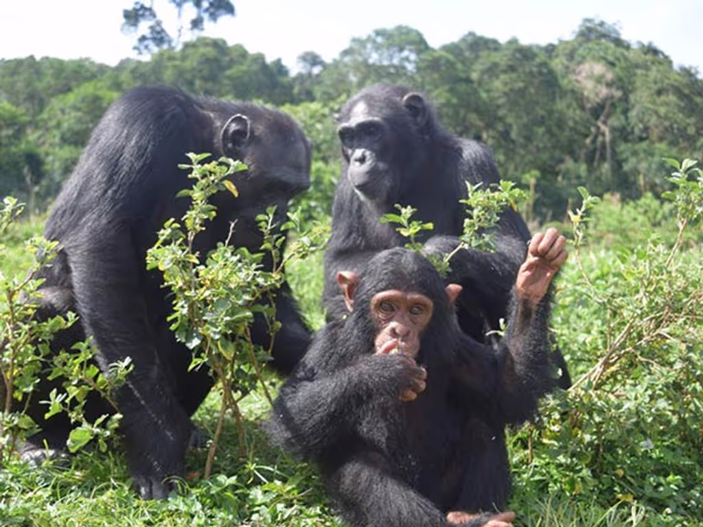 Kampala Private Tour - 