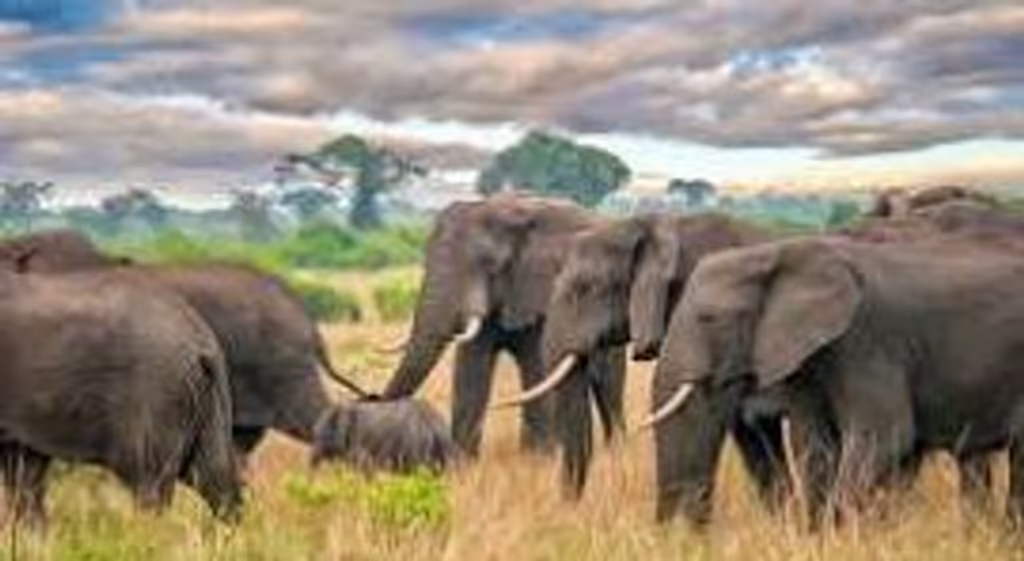 Kampala Private Tour - 