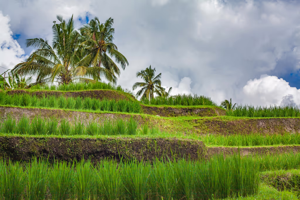 London Private Tour - Bali Rice Fields