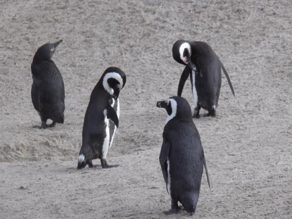 Cape Town Private Tour - 