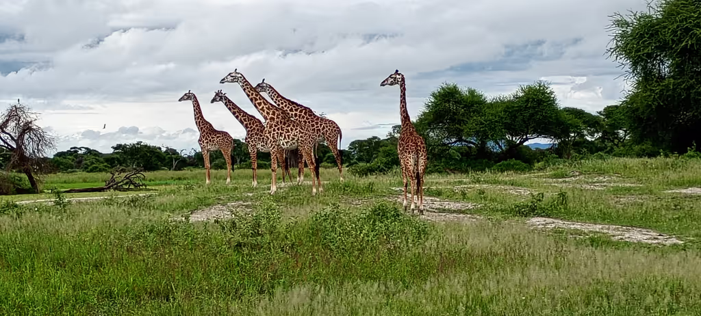 Kilimanjaro Private Tour - What a gathering?,let travel together and enjoy nature surprise