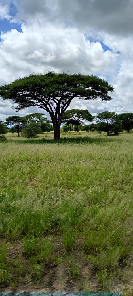Kilimanjaro Private Tour - 