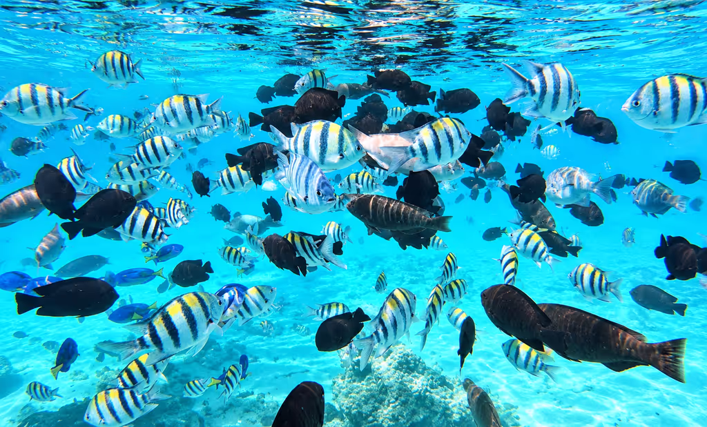 Zanzibar Private Tour - Discover Zanzibar's Underwater Beauty Experience Zanzibar's beautiful marine environment with a local guide. Enjoy a memorable ocean adventure, admire the turquoise waters, and discover why the island is a favourite destination for ocean lovers.