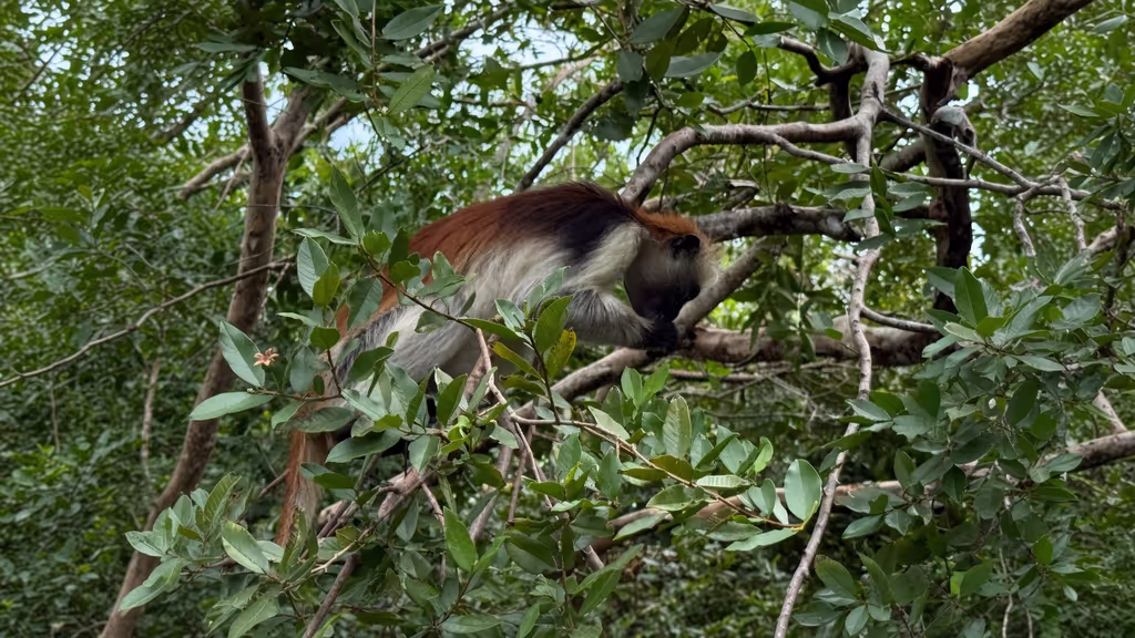 Zanzibar Private Tour - Discover Zanzibar's Natural Heritage at Jozani Forest Explore Zanzibar's natural environment and learn about the island's remarkable wildlife, forest ecosystems, and conservation efforts. Jozani is especially known for its Zanzibar red colobus monkeys.