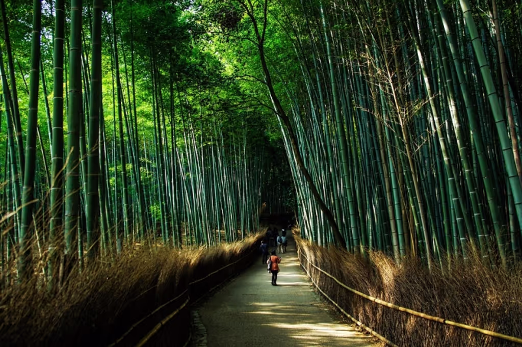 Kyoto Private Tour - Early start at Arashiyama for a peopleless shot!
