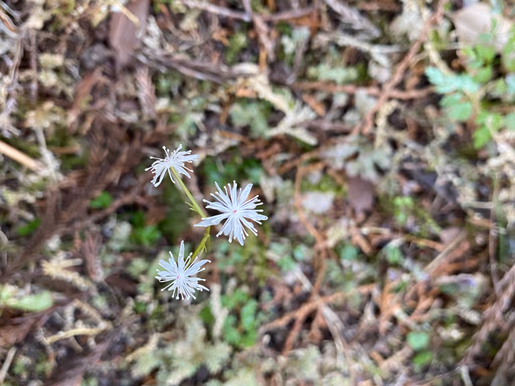 Wakayama Private Tour - Tiny flower in January