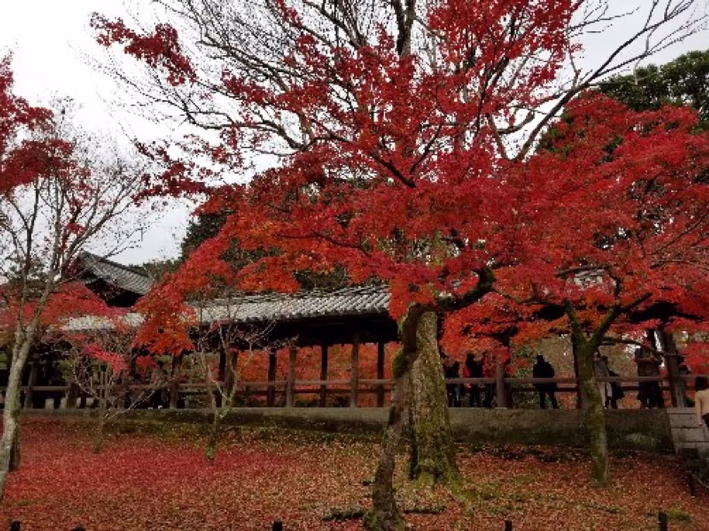 Kyoto Private Tour - Autumn foliage is so beautiful and perfect!