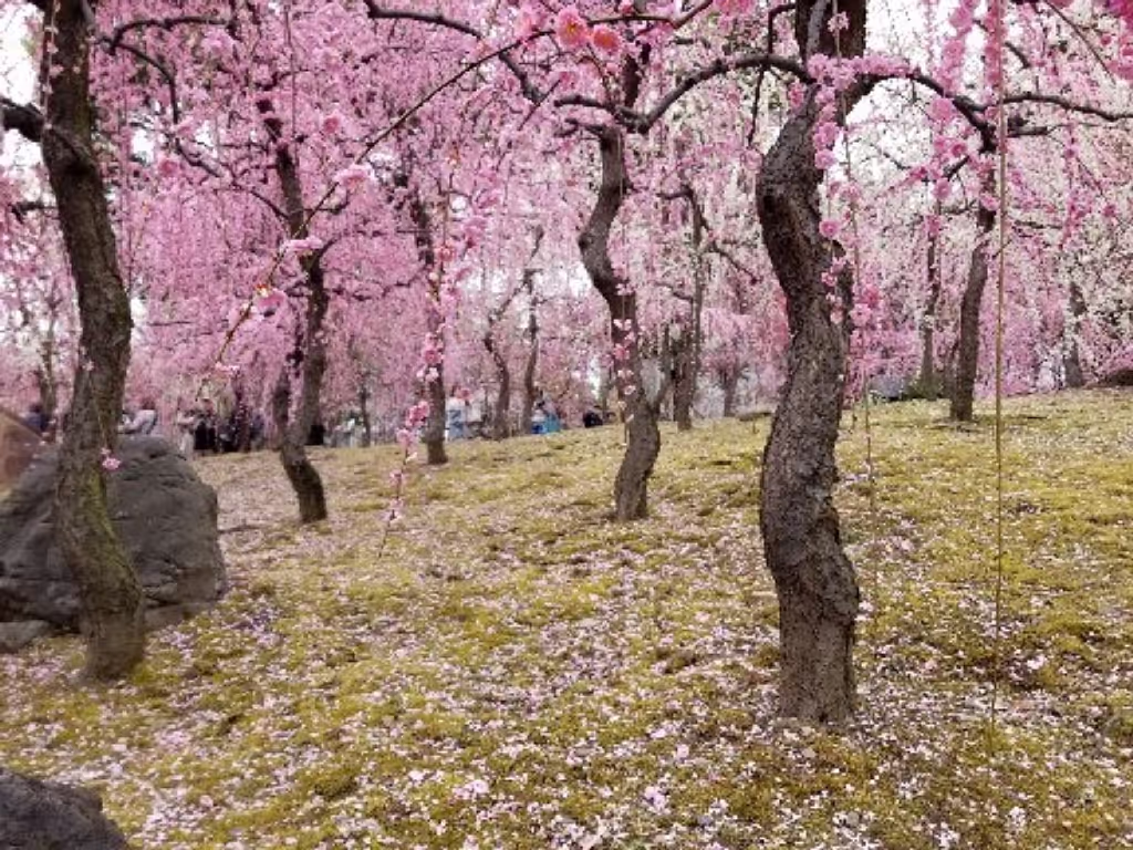 Kyoto Private Tour - A Japanese plum garden in Kyoto is beyond description!