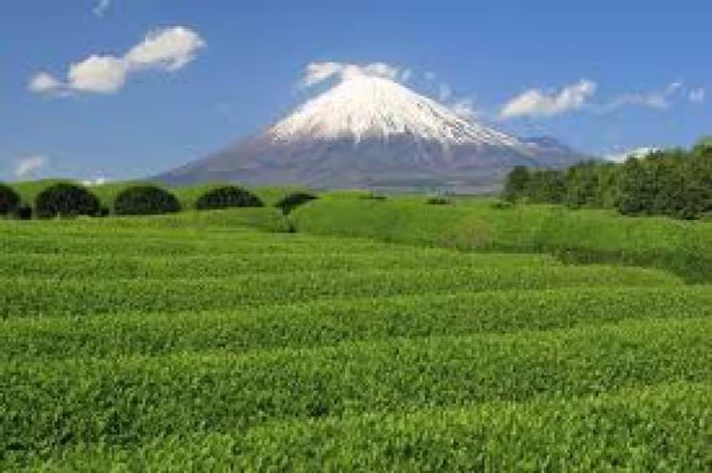 Shizuoka Private Tour - Green tea farm with view of Mt. Fuji