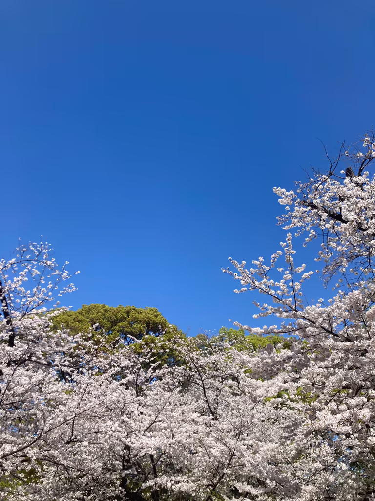 Tokyo Private Tour - Beautiful scenery in spring