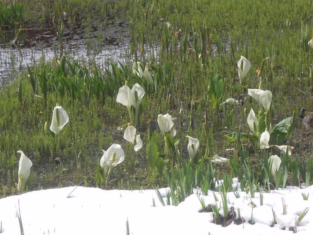 Kyoto Private Tour - Mizu-basho flowers at Shirakawa-go village