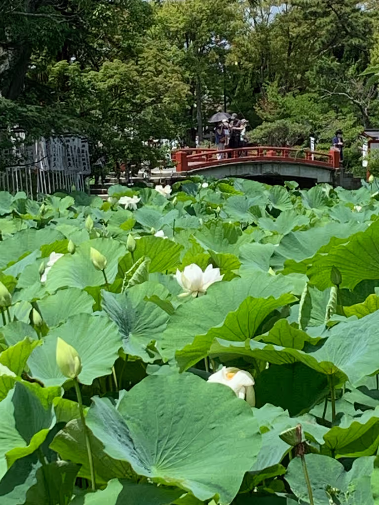 Yokohama Private Tour - Kamakura : The Genpei pond in Hachimangu Shrine