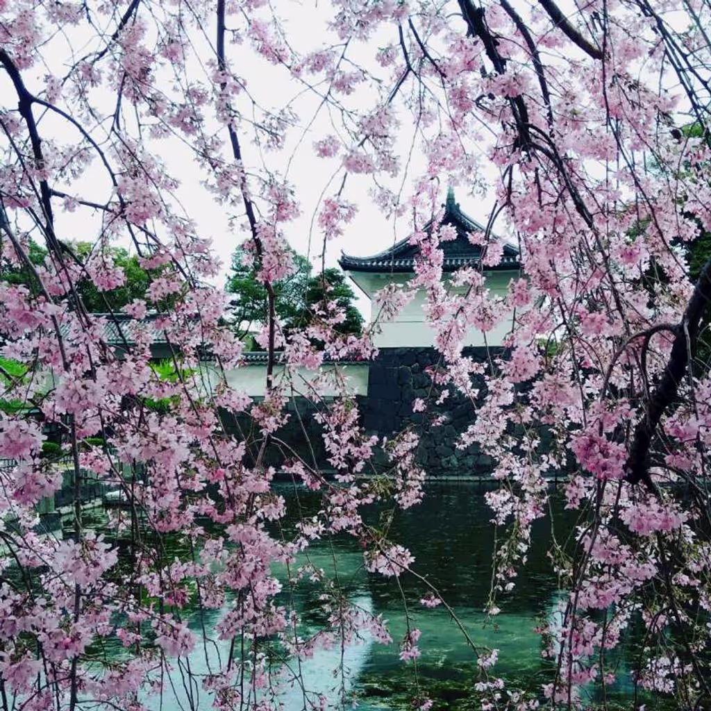 Tokyo Private Tour - Imperial palace moat with cherry blossom 