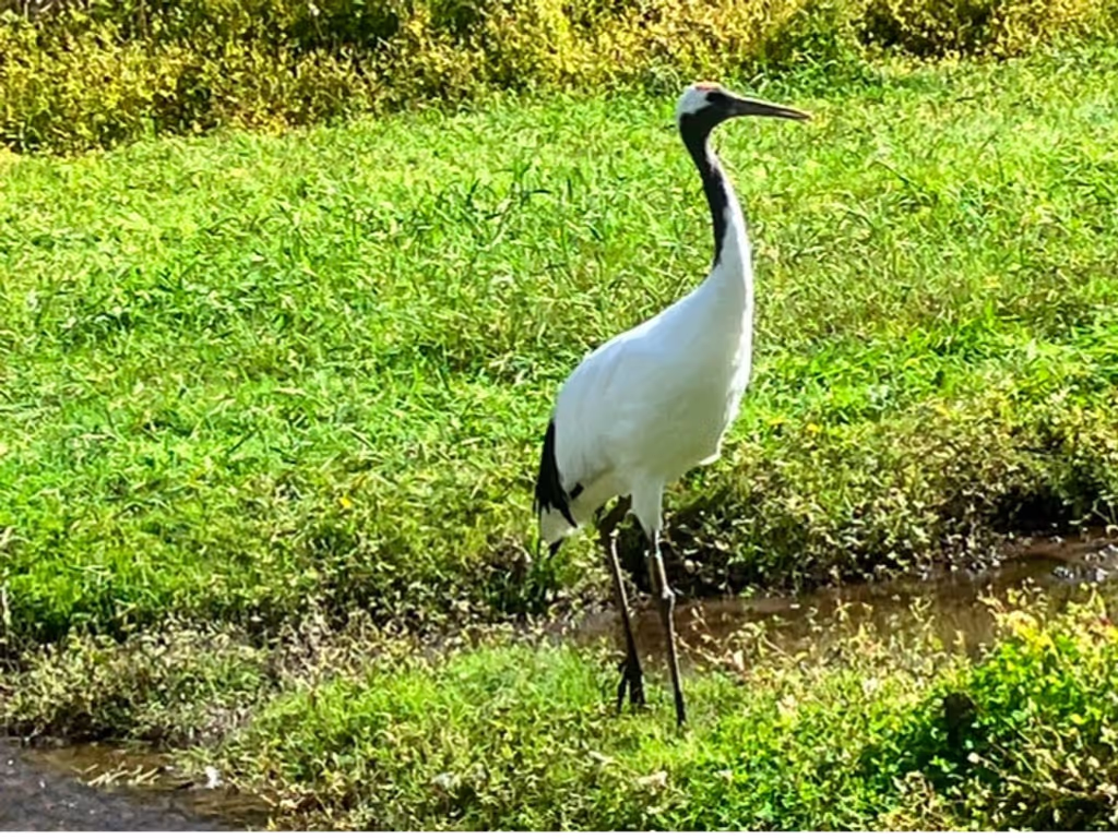 Hokkaido Private Tour - Tancho cranes could be seen then