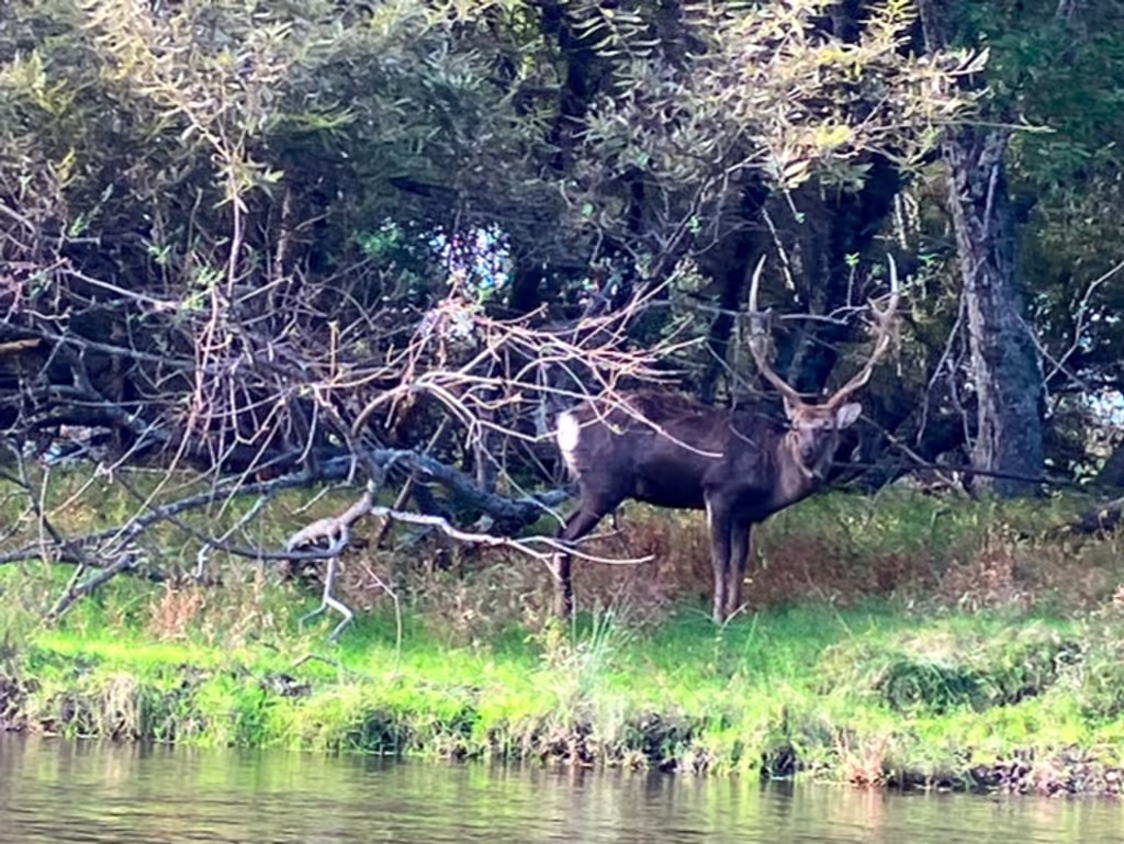 Hokkaido Private Tour - Ezo Shika Deer 