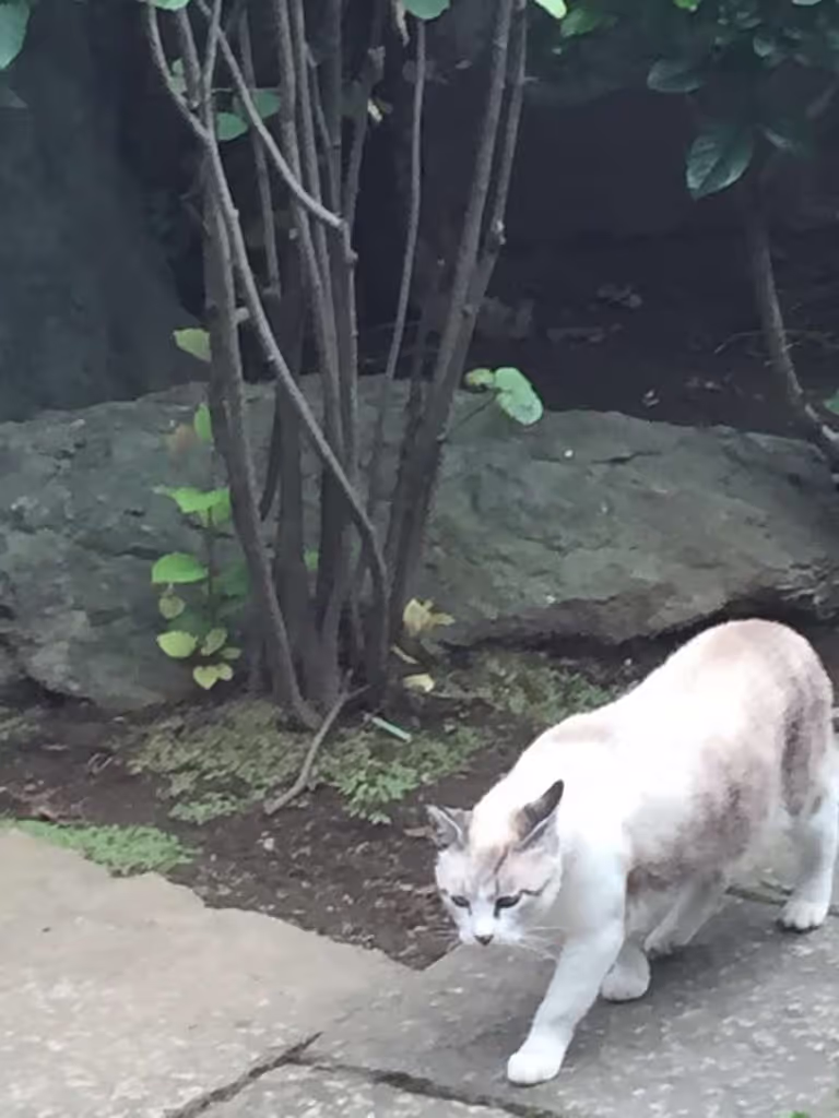 Okayama Private Tour - Let's find cats!! .