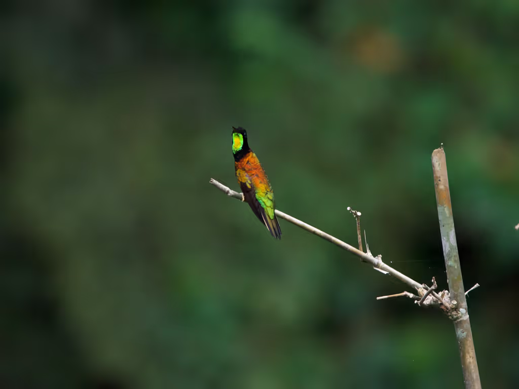 Pichincha Private Tour - 