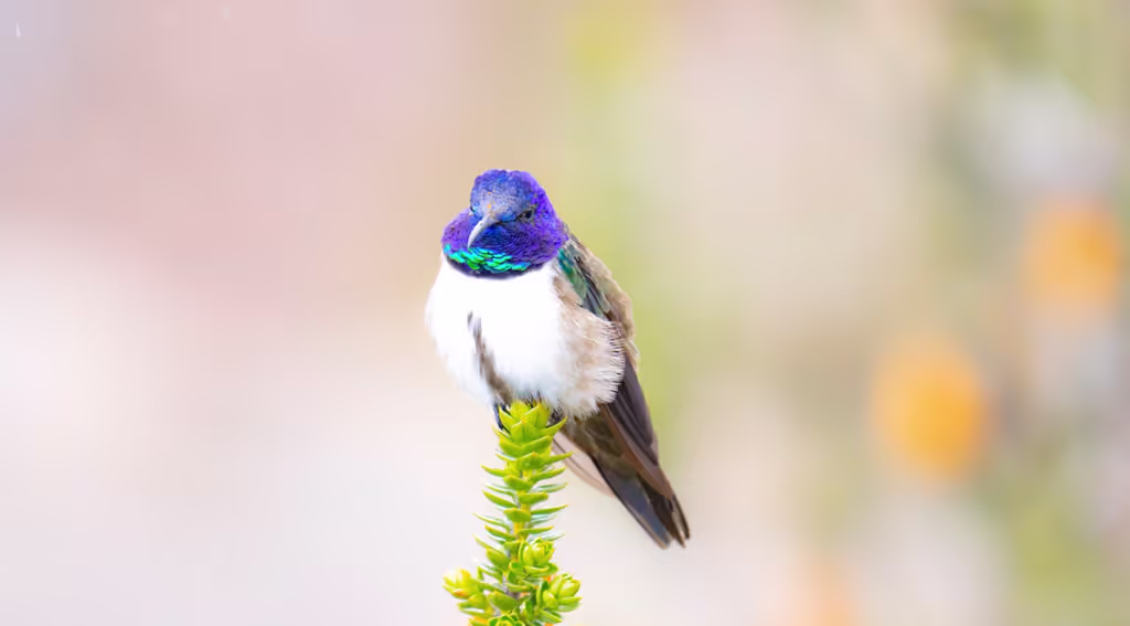 Pichincha Private Tour - 