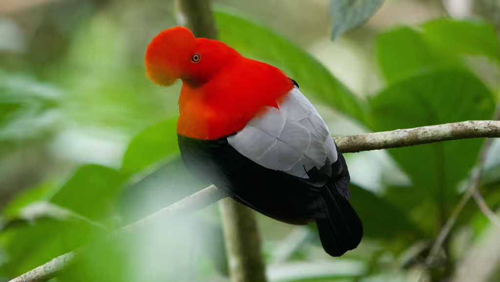 Pichincha Private Tour - 