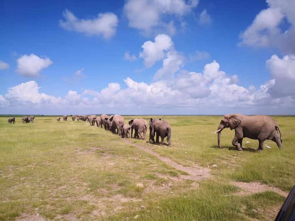 Nairobi Private Tour - A caravan of African elephants in Amboseli.