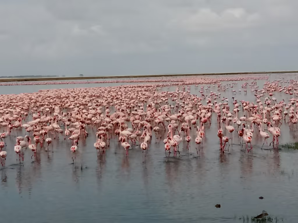 Nairobi Private Tour - The beauty of Amboseli 