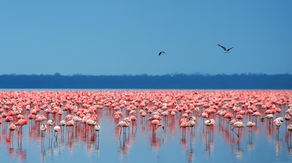 Nairobi Private Tour - Pink flamingos in 
Lake Nakuru