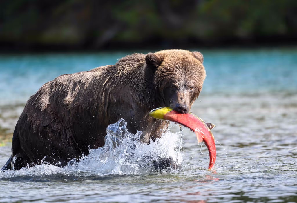 British Columbia Private Tour - Bears & Salmon