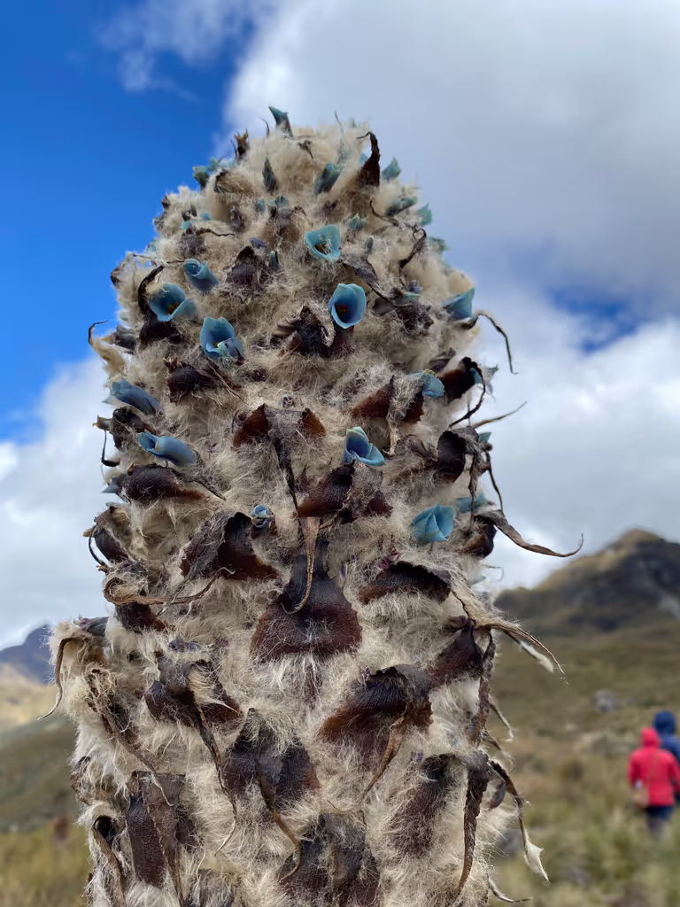 Cuenca Private Tour - 