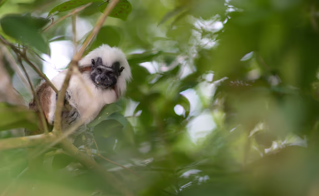 Cartagena Private Tour - Withe head Monkeys watching