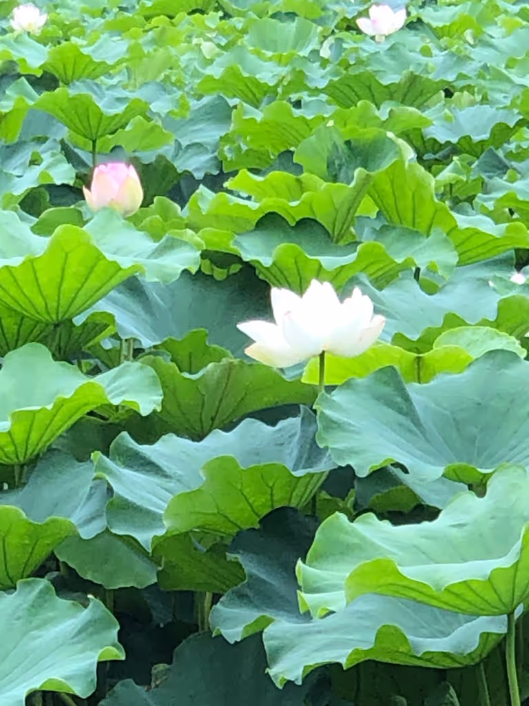 Fukuoka Private Tour - Lotus flower in the moat of Fukuoka Castle in May