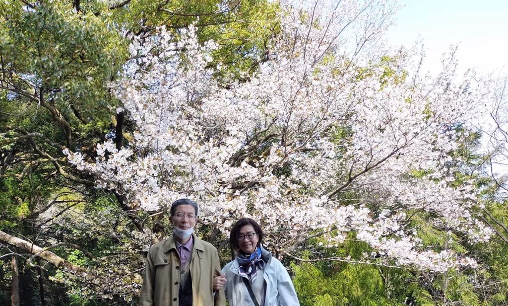 Kanagawa Private Tour - Cherry Blossom (2022-03)