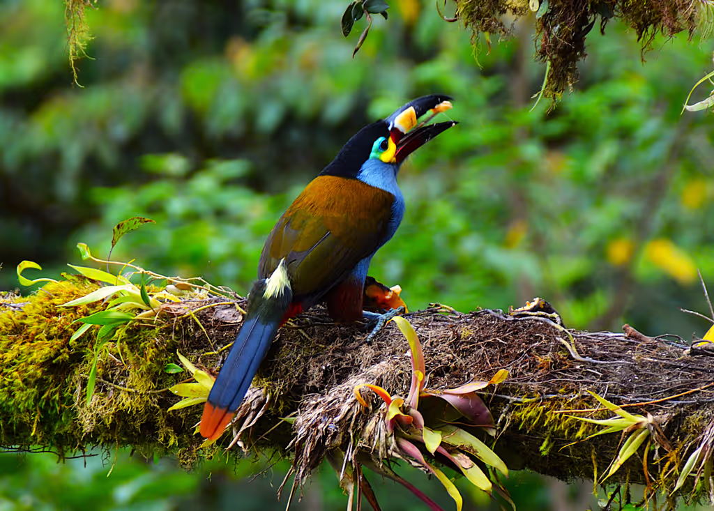 Pichincha Private Tour - Mountain toucanet 