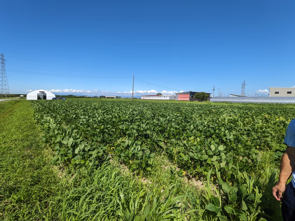 Yamagata Private Tour - Edamame field in Tsuruoka
