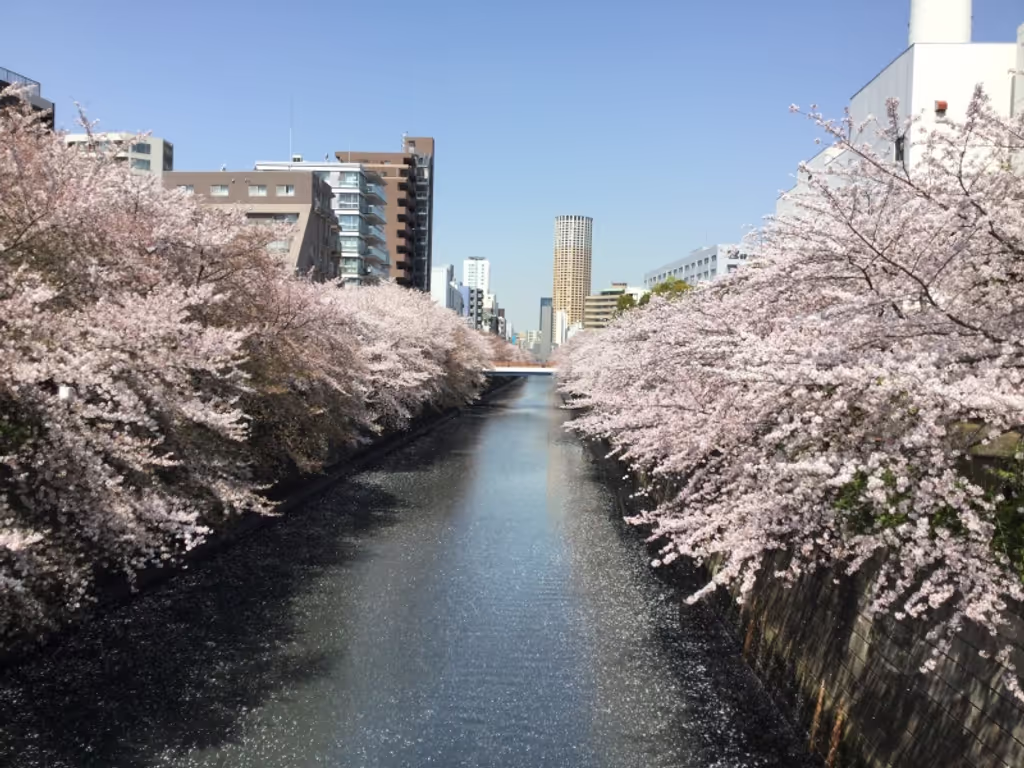 Kanagawa Private Tour - Tokyo tour, Cherry blossoms
