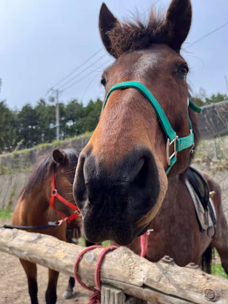 Nagano Private Tour - Again, lovely horses