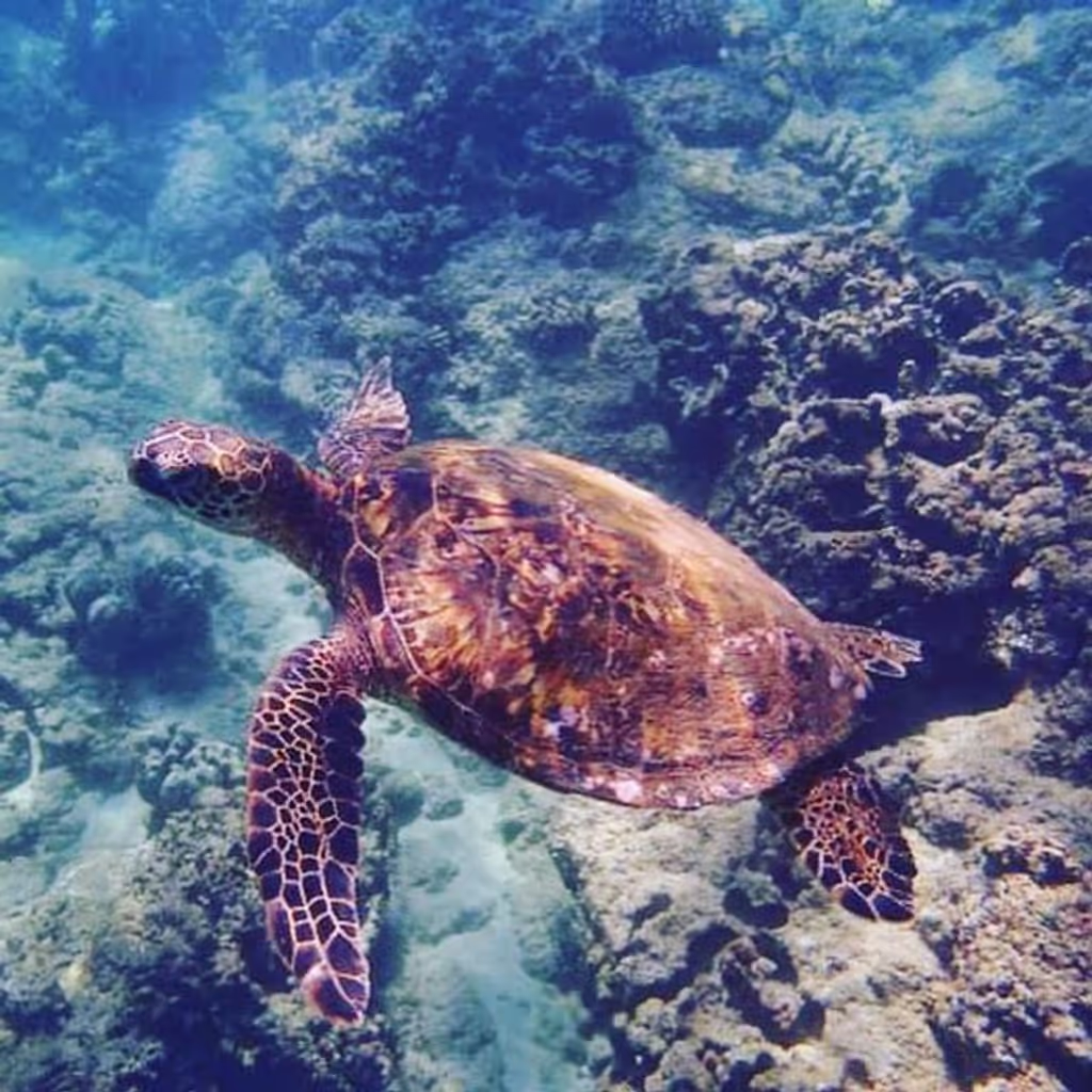 Honolulu Private Tour - 