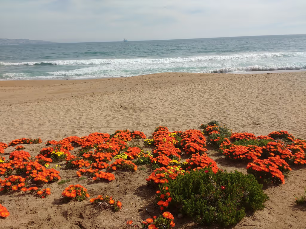 Araucania Private Tour - Reñaca Beach 
