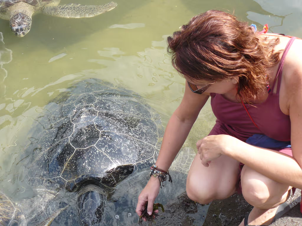 Western Cape Private Tour - Animals with dolphin swimming