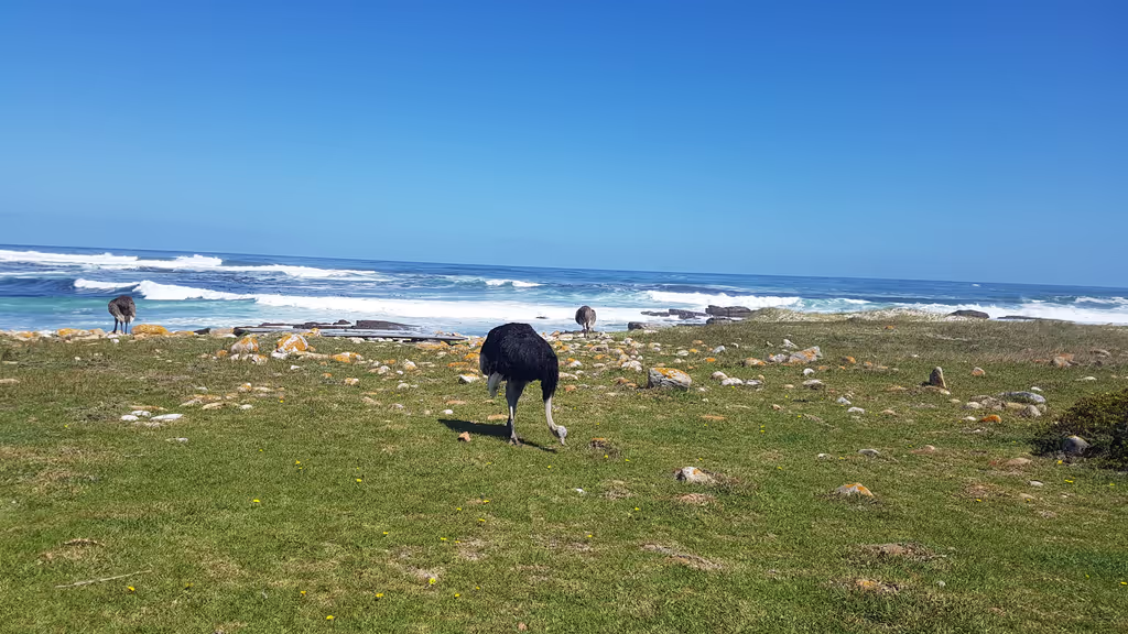 Cape Town Private Tour - Ostrich at Capepoint