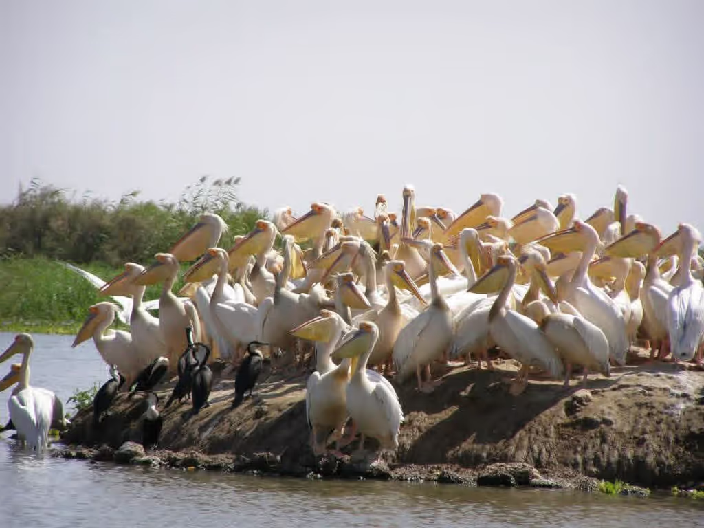 Dakar Private Tour - Djoudj National Birds Park 