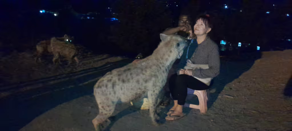 Addis Ababa Private Tour - Hyaena feeding in Harar
