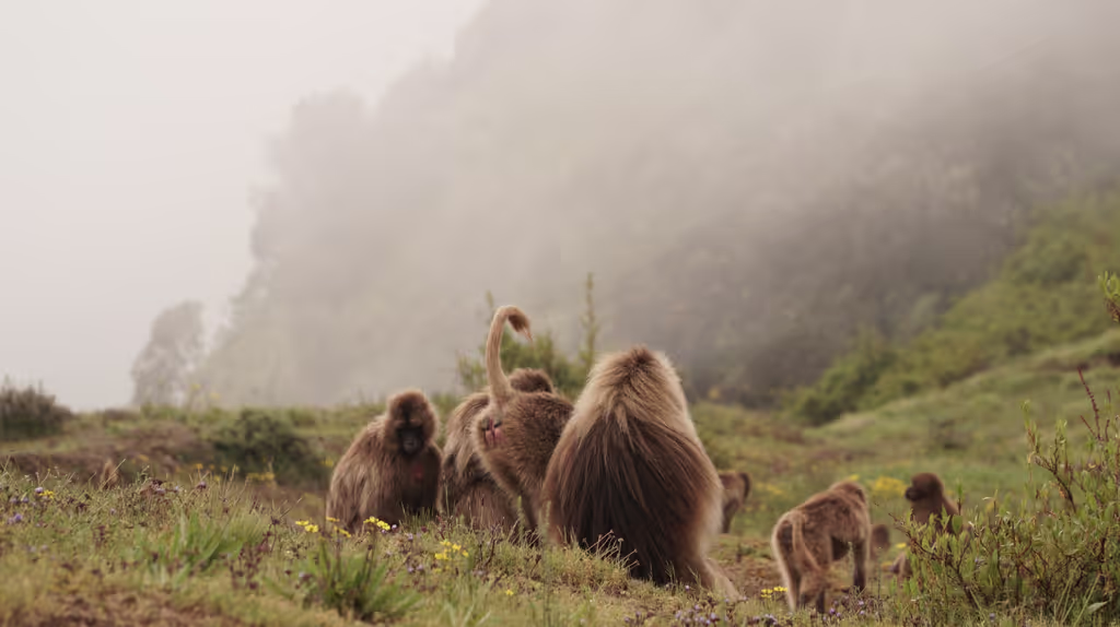 Addis Ababa Private Tour - Gelada Baboon 